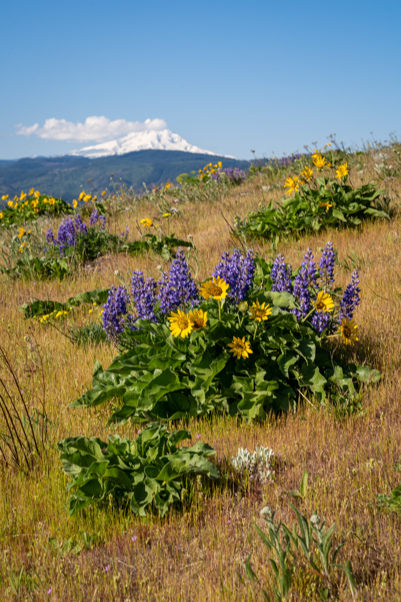 Wildflowers on the Coyote Wall Trail